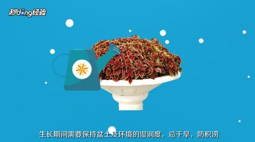 魚缸彩葉草的養(yǎng)殖方法和注意事項：彩葉草的養(yǎng)殖方法和注意事項詳情