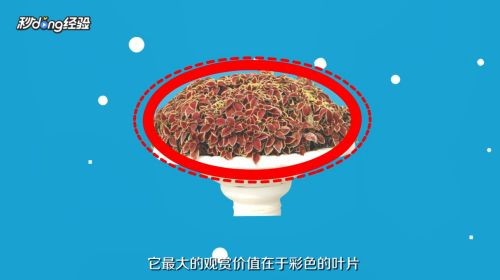 魚缸彩葉草的養(yǎng)殖方法和注意事項：彩葉草的養(yǎng)殖方法和注意事項詳情