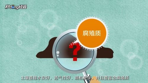 魚缸彩葉草的養(yǎng)殖方法和注意事項：彩葉草的養(yǎng)殖方法和注意事項詳情