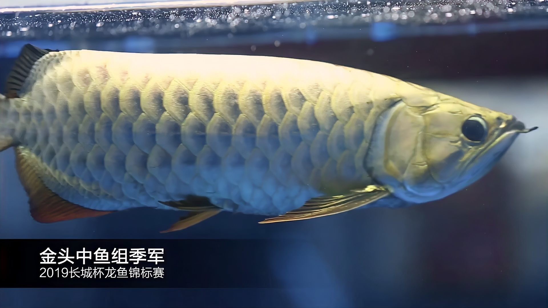 長城杯世界龍魚錦標賽有哪些組別？