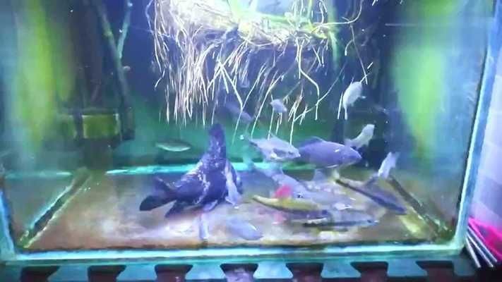 龍魚缸起藻怎么辦視頻，龍魚缸藻類控制技巧