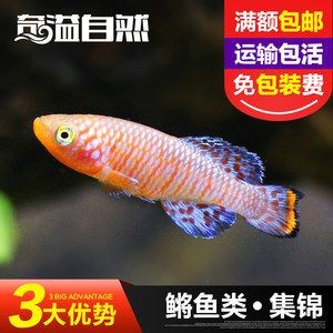 黃金龍魚價格走勢圖分析表（黃金龍魚價格走勢圖分析）