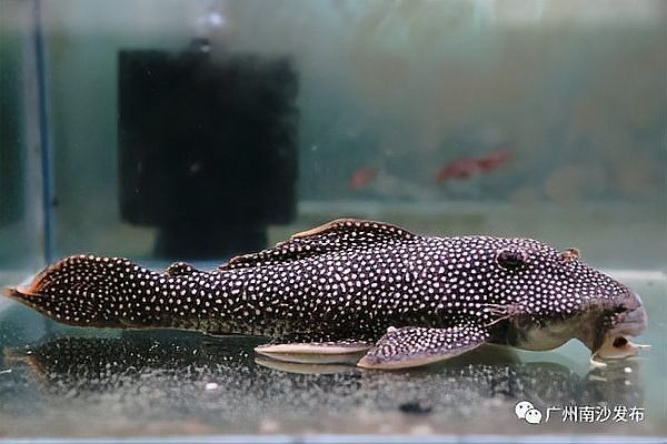 廣州龍魚養殖基地