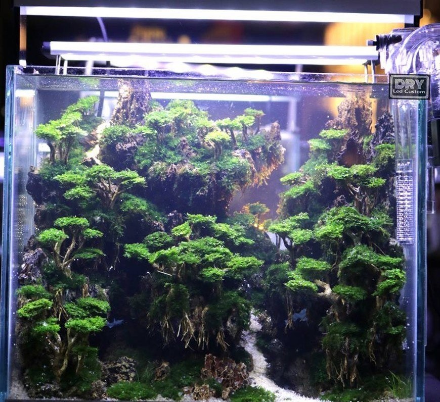 如何欣賞和評價一個草缸造景作品？ 如何欣賞和評價一個草缸造景作品？ 2025長城杯龍魚大賽 第5張