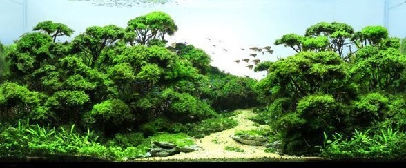 如何欣賞和評價一個草缸造景作品？ 如何欣賞和評價一個草缸造景作品？ 2025長城杯龍魚大賽 第6張