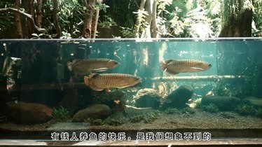 龍魚設備評測視頻