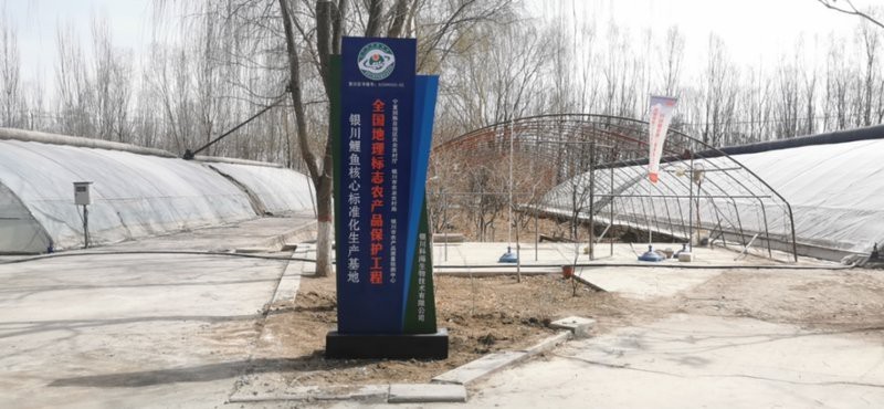 瘦身魚(yú)為什么不建議吃