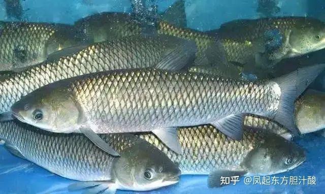 瘦身魚(yú)為什么不建議吃