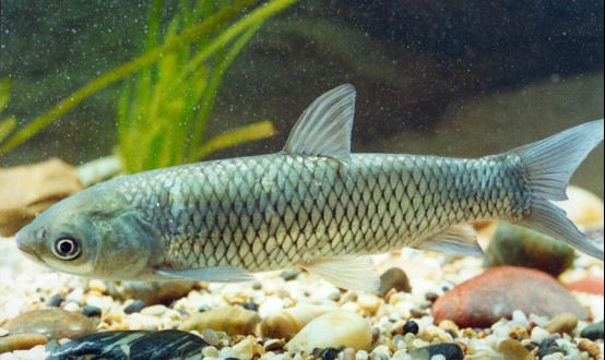 瘦身魚(yú)為什么不建議吃