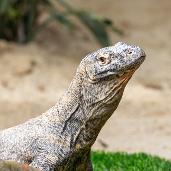 長隆野生動物園門票有效期是多久？