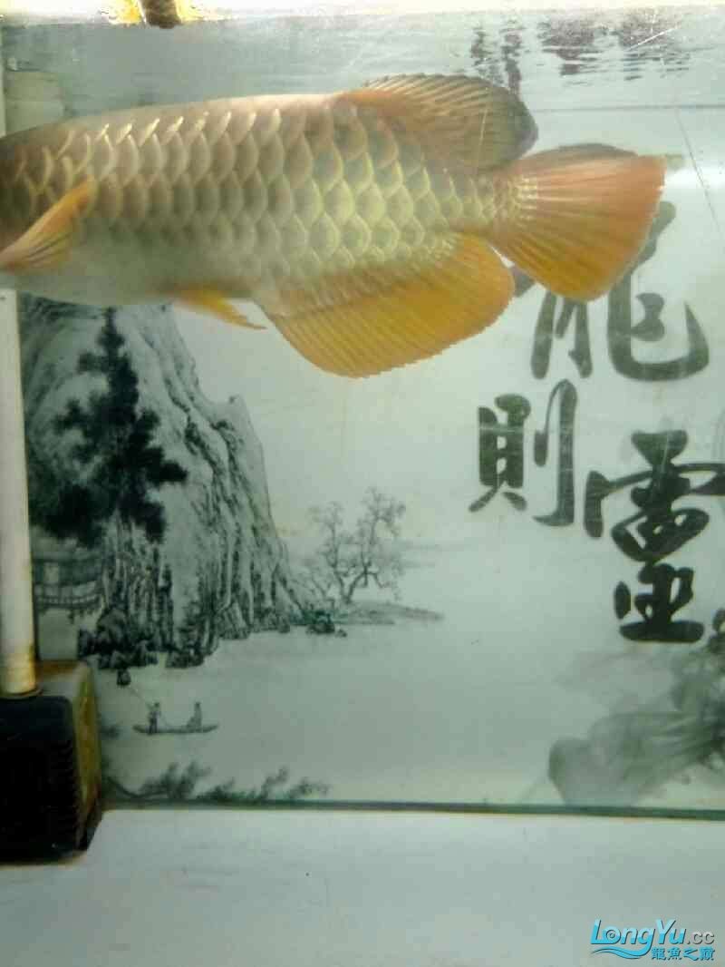 魚的名