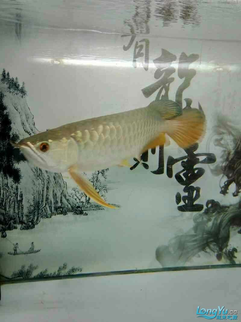 魚的名