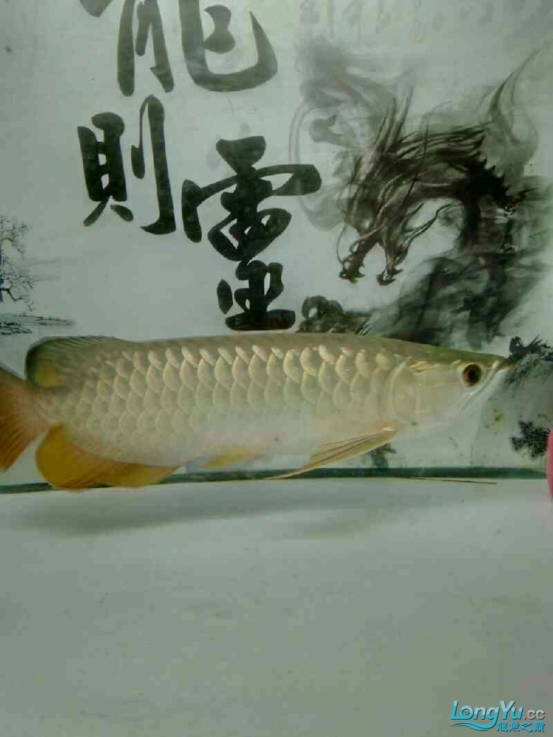 東方財(cái)富網(wǎng)提供哪些金龍魚股票數(shù)據(jù)？，東方財(cái)富網(wǎng)提供金龍魚的實(shí)時(shí)數(shù)據(jù)