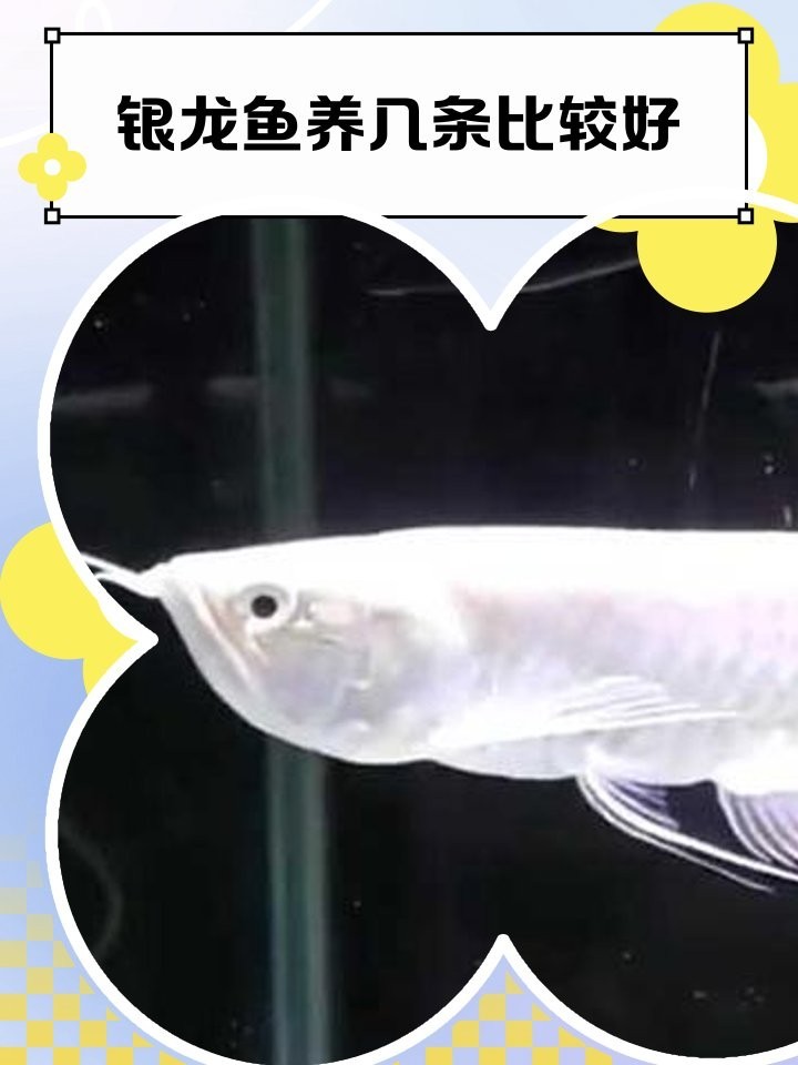 銀龍魚混養(yǎng)幾條好嗎