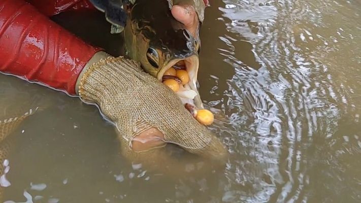 哈爾濱農墾香坊鑫海水族館（哈爾濱鑫海匯海鮮烤肉自助地址）