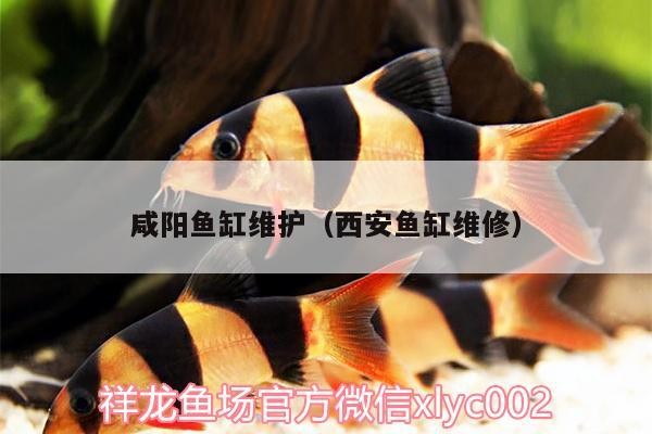 咸陽魚缸維護（西安魚缸維修）