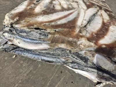 龍魚尾巴上有白色疙瘩怎么治：如何治療龍魚尾巴上的白色疙瘩