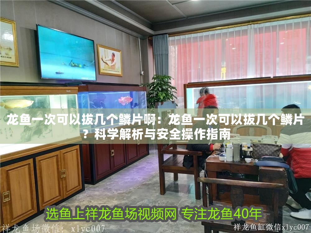 龍魚一次可以拔幾個鱗片啊：龍魚一次可以拔幾個鱗片？科學解析與安全操作指南