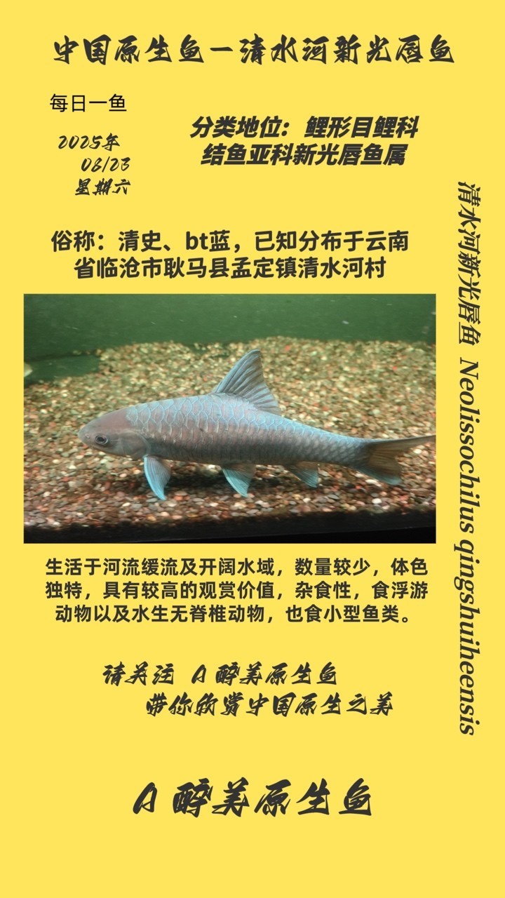 清水河新光唇魚