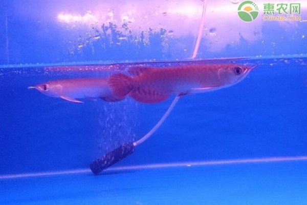 龍魚生長速度與喂的多少有關系嗎