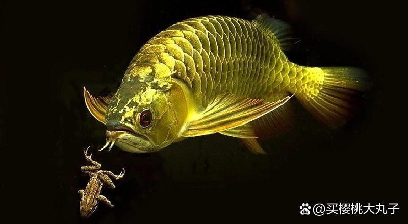 龍魚生長速度與喂的多少有關系嗎