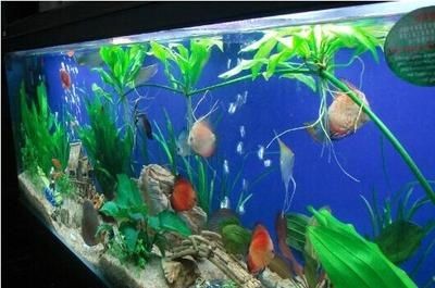 瑪麗魚缸的害處：瑪麗魚缸對生態環境的潛在危害,瑪麗魚混養注意事項