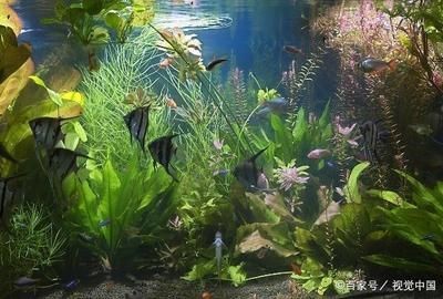 瑪麗魚缸的害處：瑪麗魚缸對生態環境的潛在危害,瑪麗魚混養注意事項