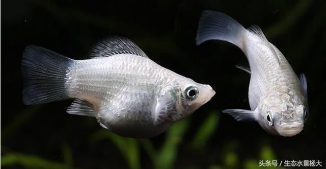 瑪麗魚缸的害處：瑪麗魚缸對生態環境的潛在危害,瑪麗魚混養注意事項