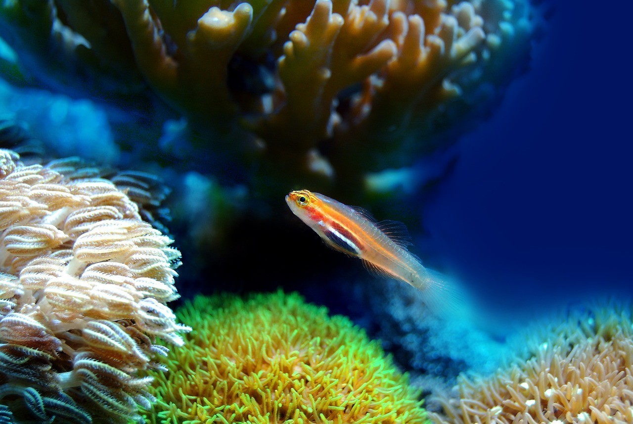 金龍魚眼睛有白色的東西正常嗎（銀龍魚眼睛突然有白色的是什么）