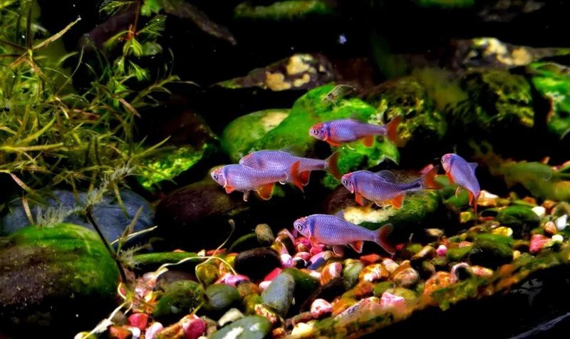 如何飼養和護理短身福龍王魚？