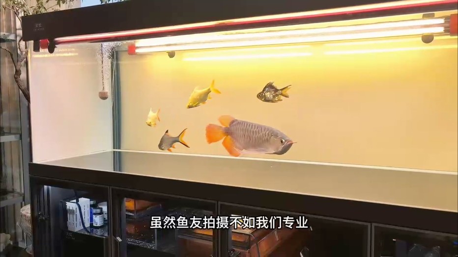 感謝天津魚友的反饋視頻?????? 紅魔王--003“福多多”今日入住大別墅?? 雖然魚友拍攝不如我們專業(yè)，但是夸張的七鰭絲毫遮擋不住！ 龍里龍氣的霸氣感?????????氣場全開！！！ 骨骼碩大，七鰭鯁骨粗壯，視覺沖擊力太強(qiáng)了?? #萬隆天王紅龍 #龍魚 #觀賞魚 #養(yǎng)魚日記