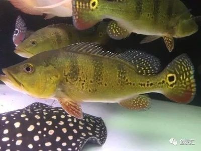龍魚(yú)混養(yǎng)最佳搭配圖解：龍魚(yú)混養(yǎng)的一些最佳搭配和注意事項(xiàng)