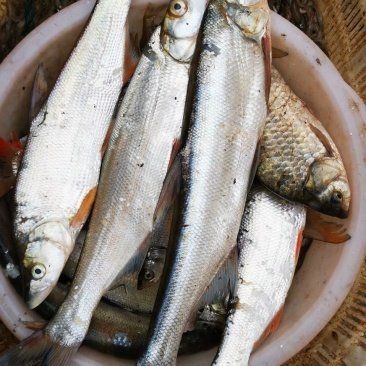 紅尾平克魚(yú)價(jià)格表和圖片 紅尾平克魚(yú)價(jià)格表和圖片 龍魚(yú)論壇 第5張