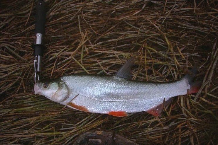 紅尾平克魚(yú)價(jià)格表和圖片 紅尾平克魚(yú)價(jià)格表和圖片 龍魚(yú)論壇 第11張