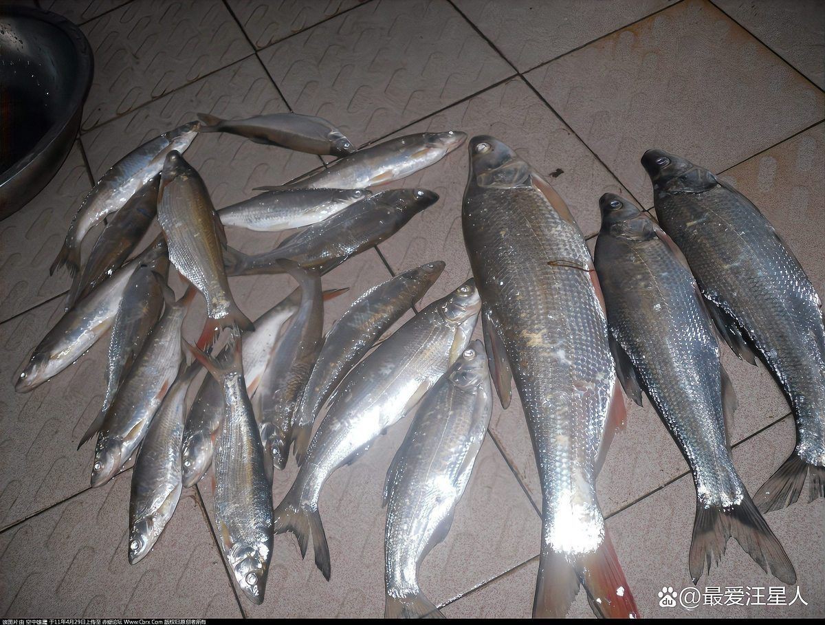 紅尾平克魚(yú)價(jià)格表和圖片 紅尾平克魚(yú)價(jià)格表和圖片 龍魚(yú)論壇 第9張