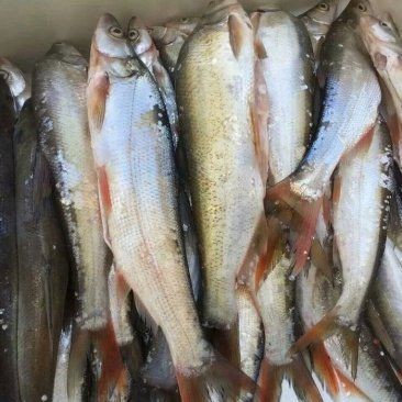 紅尾平克魚(yú)價(jià)格表和圖片 紅尾平克魚(yú)價(jià)格表和圖片 龍魚(yú)論壇 第13張