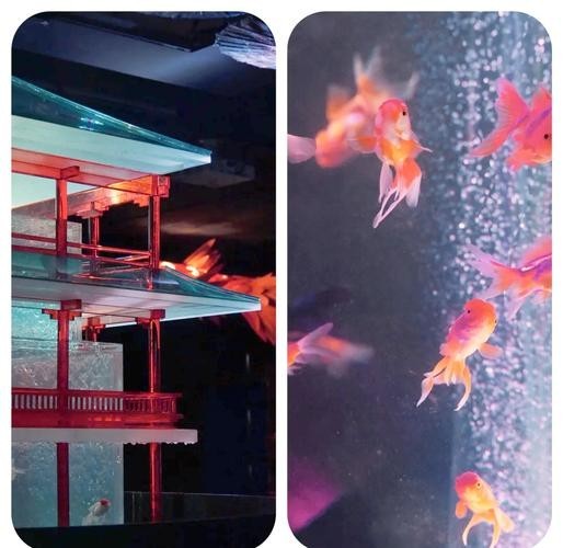寧波水族展