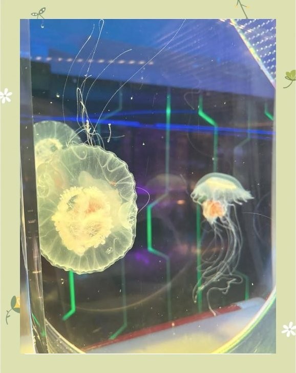 寧波水族展