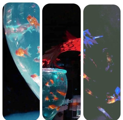 寧波水族展