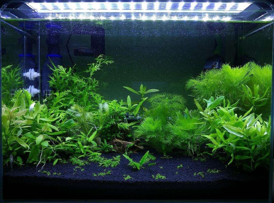 燈照魚缸會不會長綠藻呢（關于魚缸綠藻的問題）