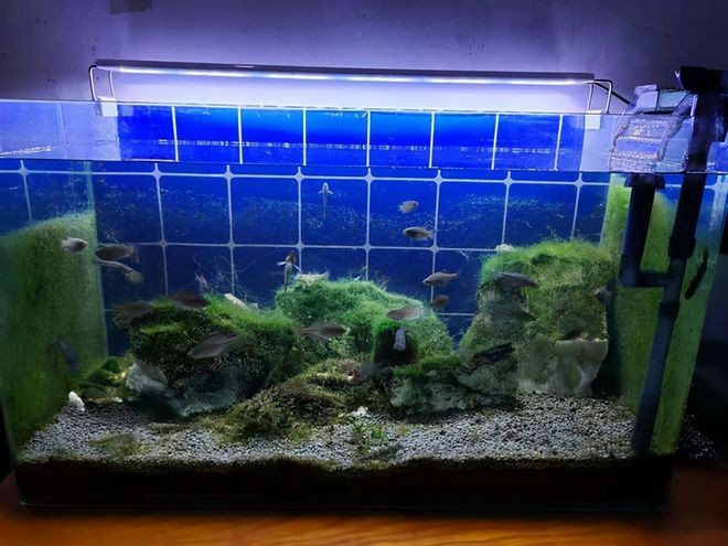 燈照魚缸會不會長綠藻呢（關于魚缸綠藻的問題）