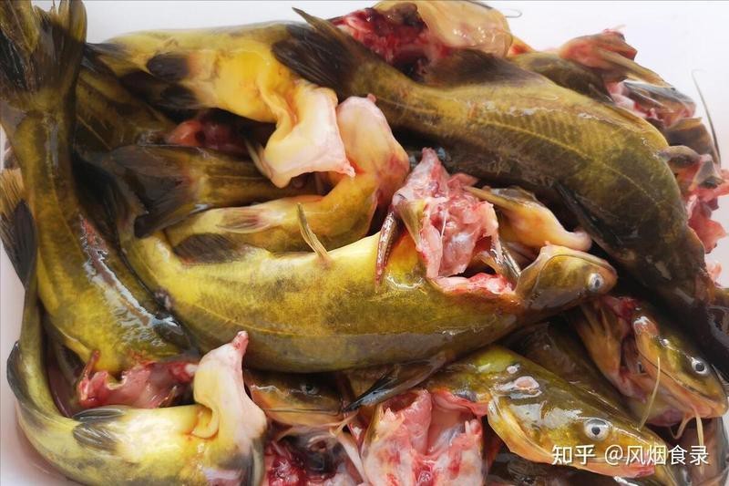 賽級魚排名一覽表圖片