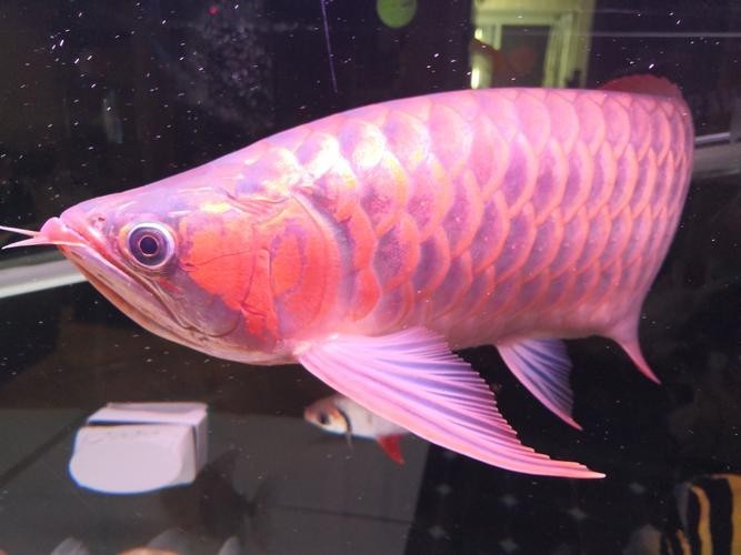 如何辨別真假頂級龍魚？ 如何辨別真假頂級龍魚？ 2025長城杯龍魚大賽 第17張