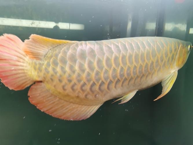 如何辨別真假頂級龍魚？ 如何辨別真假頂級龍魚？ 2025長城杯龍魚大賽 第18張