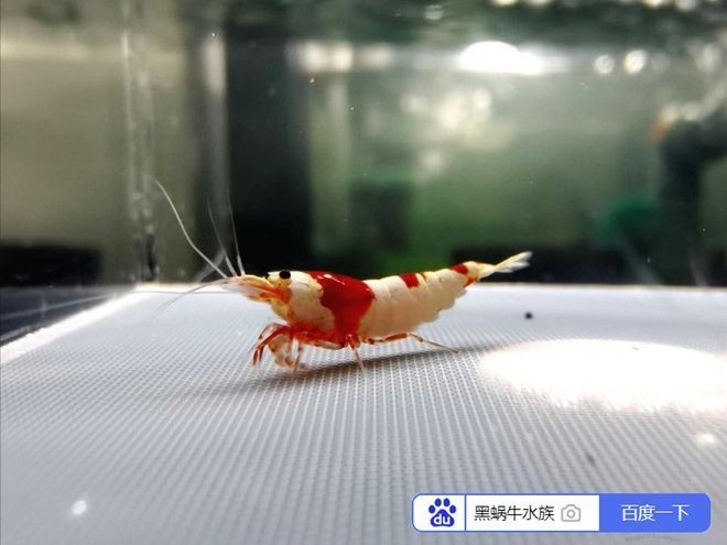 硝化細(xì)菌需要多久喂一次食物？