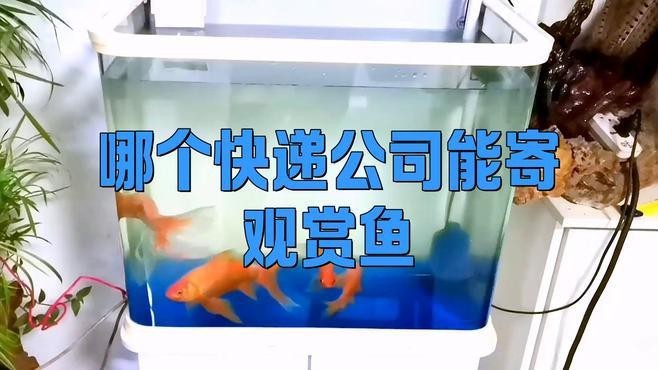 推薦一些專業的水族物流公司