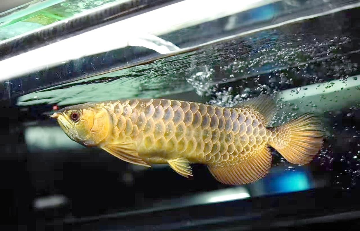 能詳細介紹一下這條冠軍龍魚嗎？