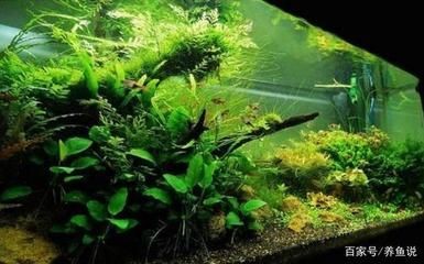 魚缸里的水草怎么養水草對魚缸水草的影響和水質影響：魚缸水草怎么養