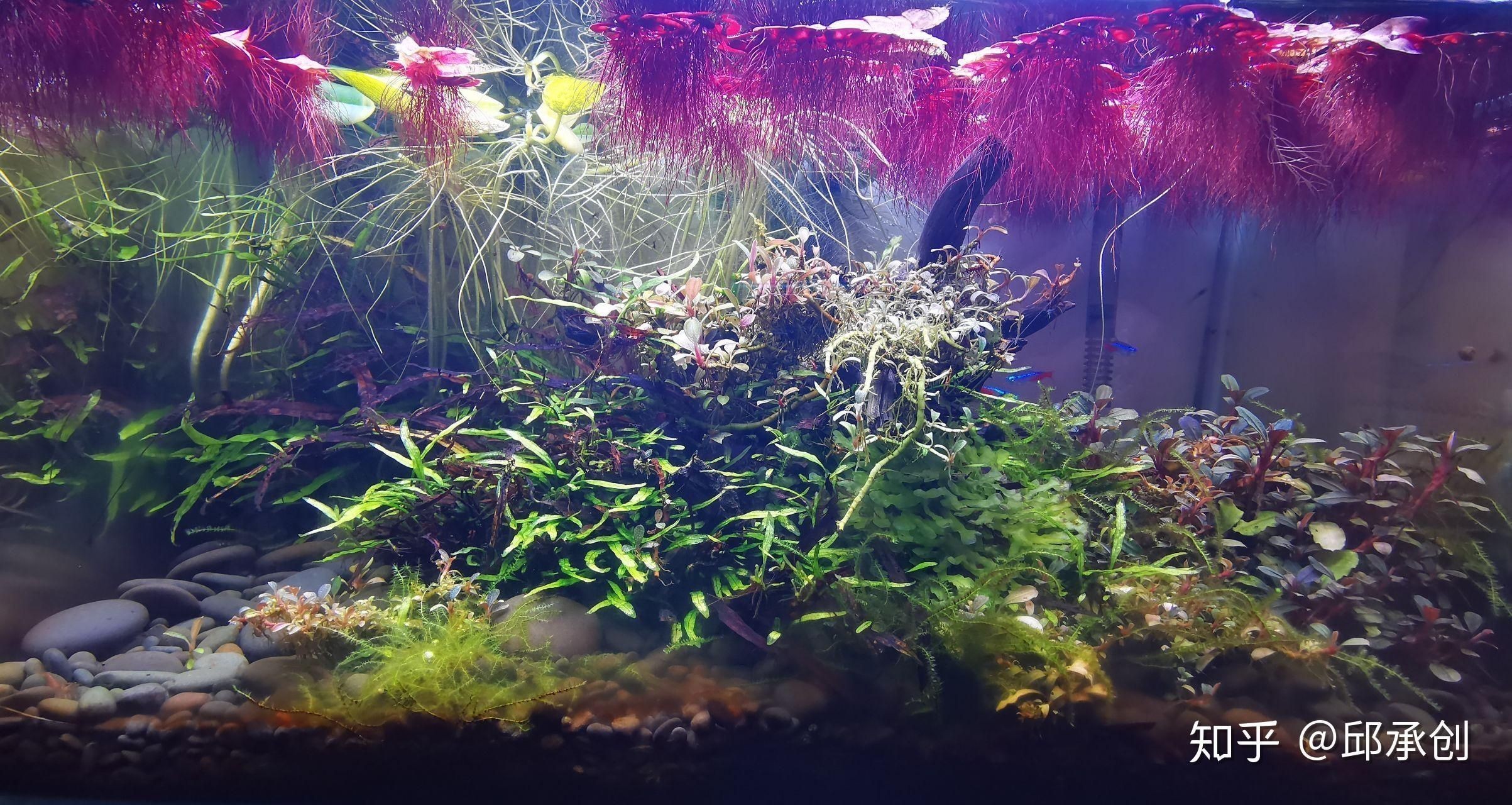 魚缸里的水草怎么養水草對魚缸水草的影響和水質影響：魚缸水草怎么養