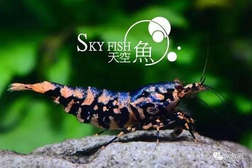 2023年長城杯觀賞蝦錦標賽的獲獎名單